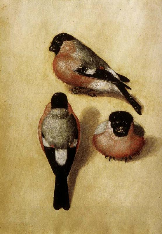 Albrecht Durer Parrot in Three Positions China oil painting art